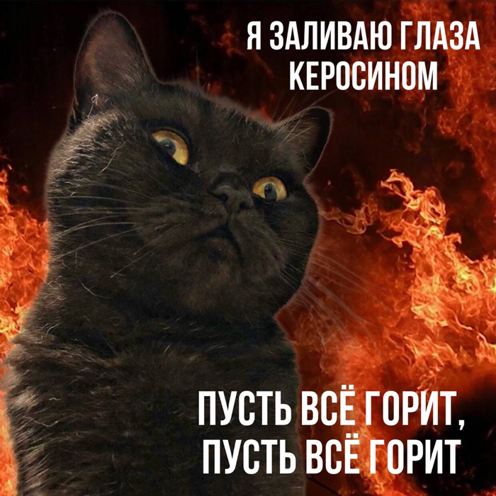 Это фото моей глупой кошки, а мем с ней взят из вкшного паблика @basya_the_cat