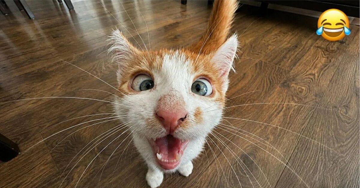 Funny and amusing animals))) - Rutube, Humor, Animals, Funny animals, Pets, cat, Dog, Cats and dogs together, Kittens, Milota, Funny, Cat lovers, Dog lovers, Video