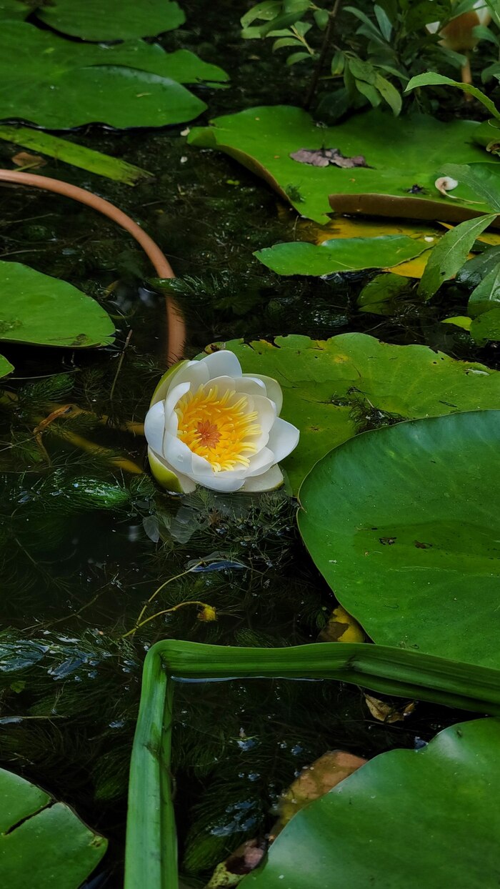 Nimphaea alba