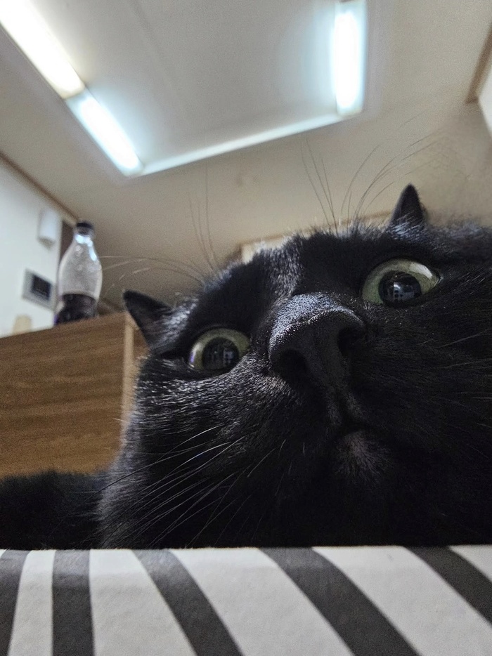 Кот дня