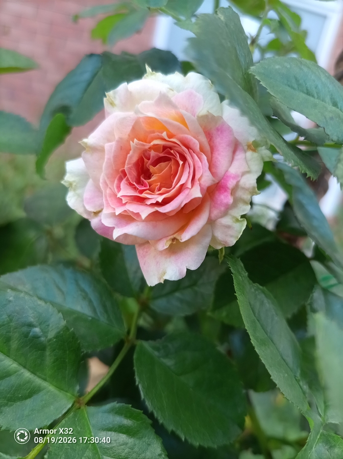 ���� ���������🌹❤️