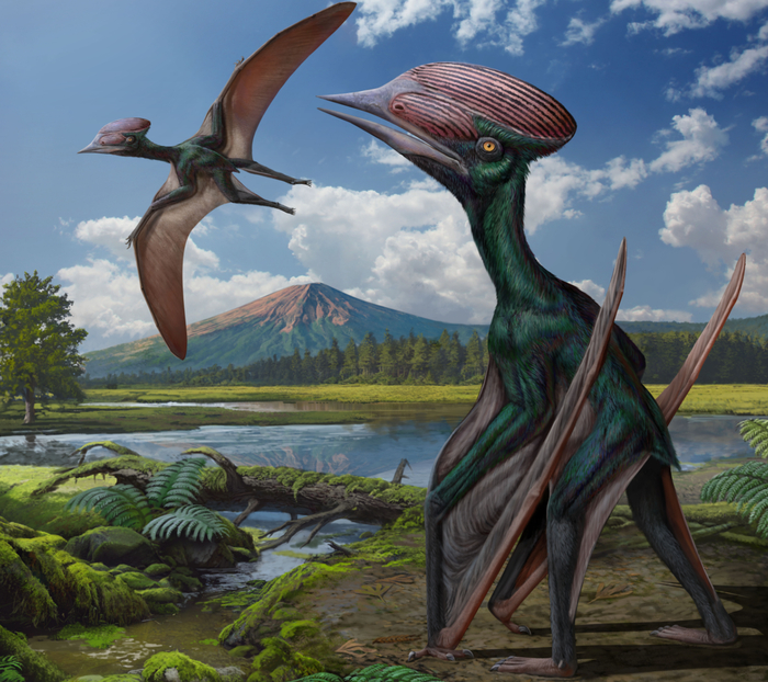 Художественная реконструкция прижизненной окраски Sinopterus dongi, взятая из оригинальной статьи.