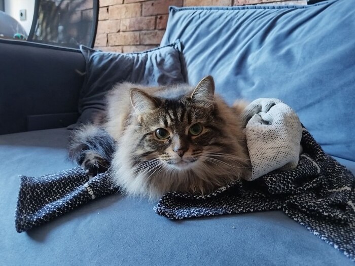 Домашний привет от кошки Мышки, которую сначала плохие хозяева выгнали из дома, а сейчас она в тёплом доме с хорошими людьми