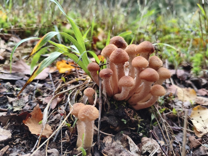 ����� ������� (���. Armillaria mellea)