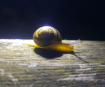 �������, ���� Cepaea hortensis