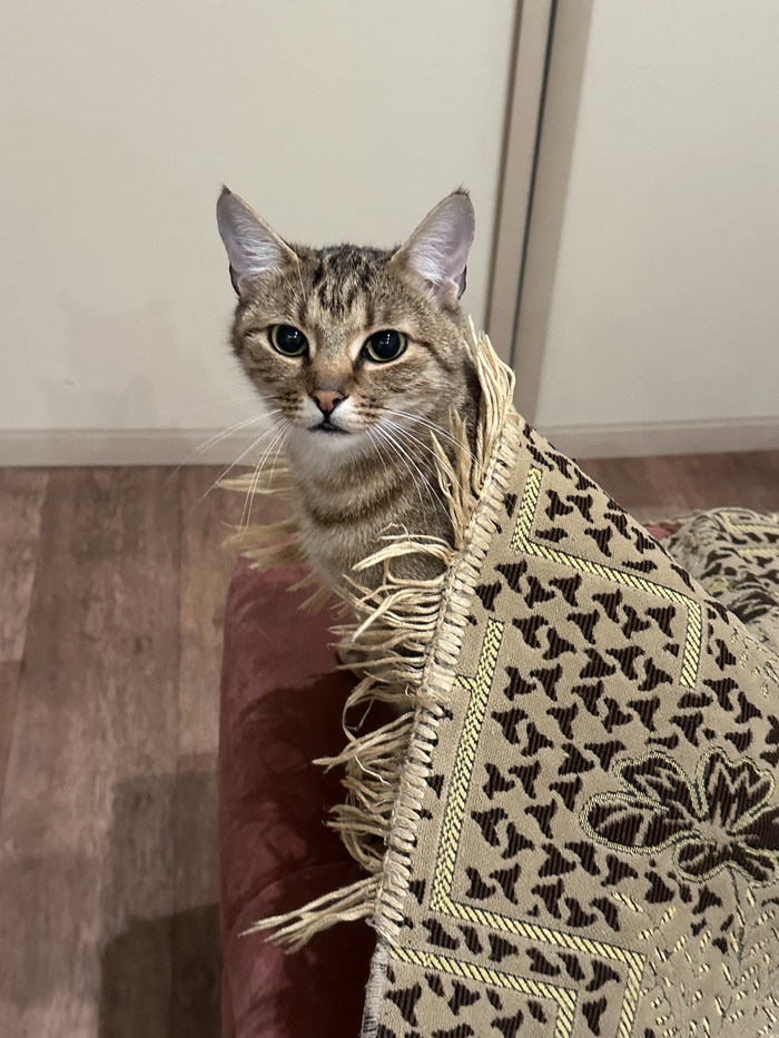 Кошка Алёшка