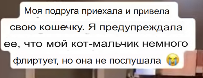 Кот - мальчик