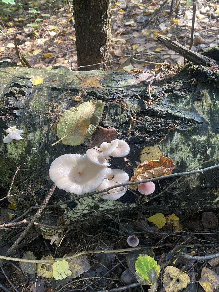 ¸����� ������� Pleurotus pulmonarius