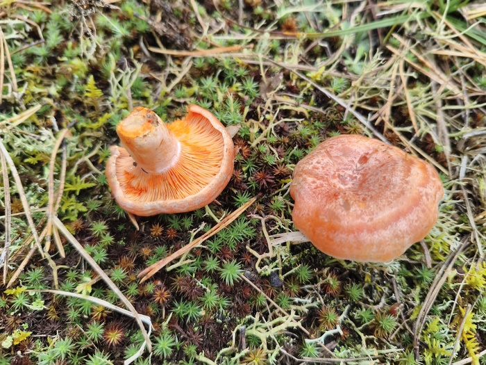 Гриб рыжик (лат. Lactarius)