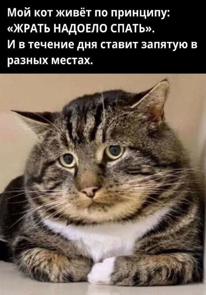 Котя грамотный