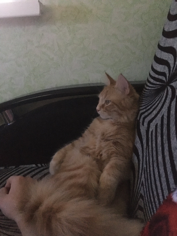 Где и как должен жить кот?