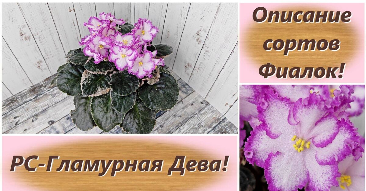 Description of Violet varieties! RS - Glamorous Maiden! - Series Varietal violets, My, Growing, Houseplants, Plant growing, Plants, Rutube, Violets, Botany, Floriculture, Entertaining botany, Gardening, Saintpaulia, Bloom, Garden, Video