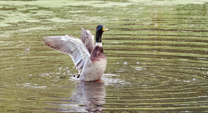 Сначала почистил перышки, потом проветрил.