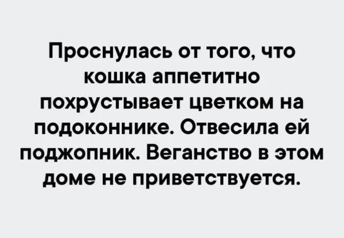 Кот веган - горе в семье