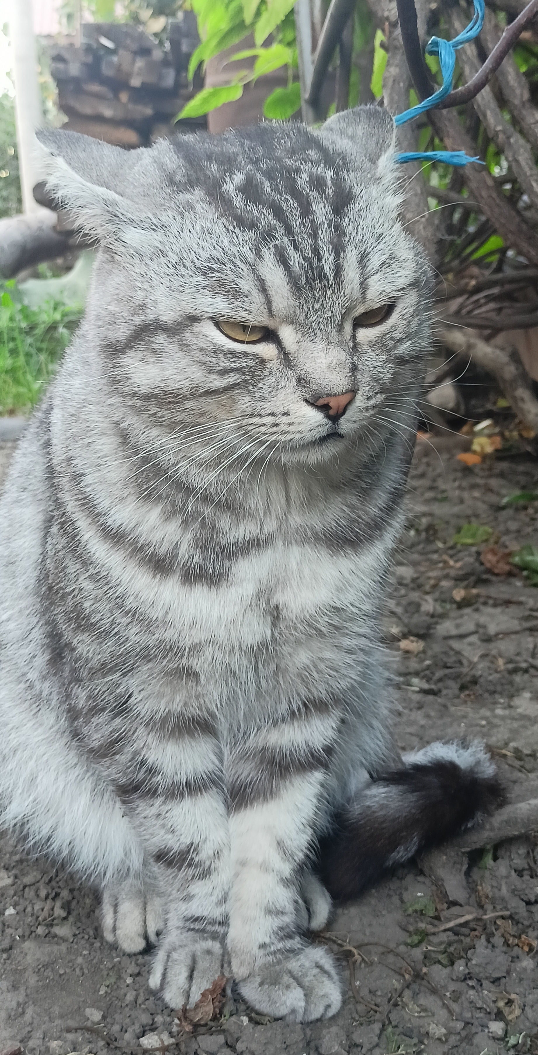 Держите недовольного котика - Моё, Кот, Толстые котики