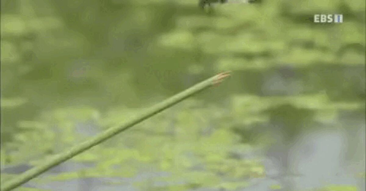 Reply to the post Feeding the Crocodile - Repeat, Feeding, Meat, To fall, Bounce, Suddenly, Water, Fail, Vertical video, Short videos, Frogs, Dragonfly, GIF, Reply to post