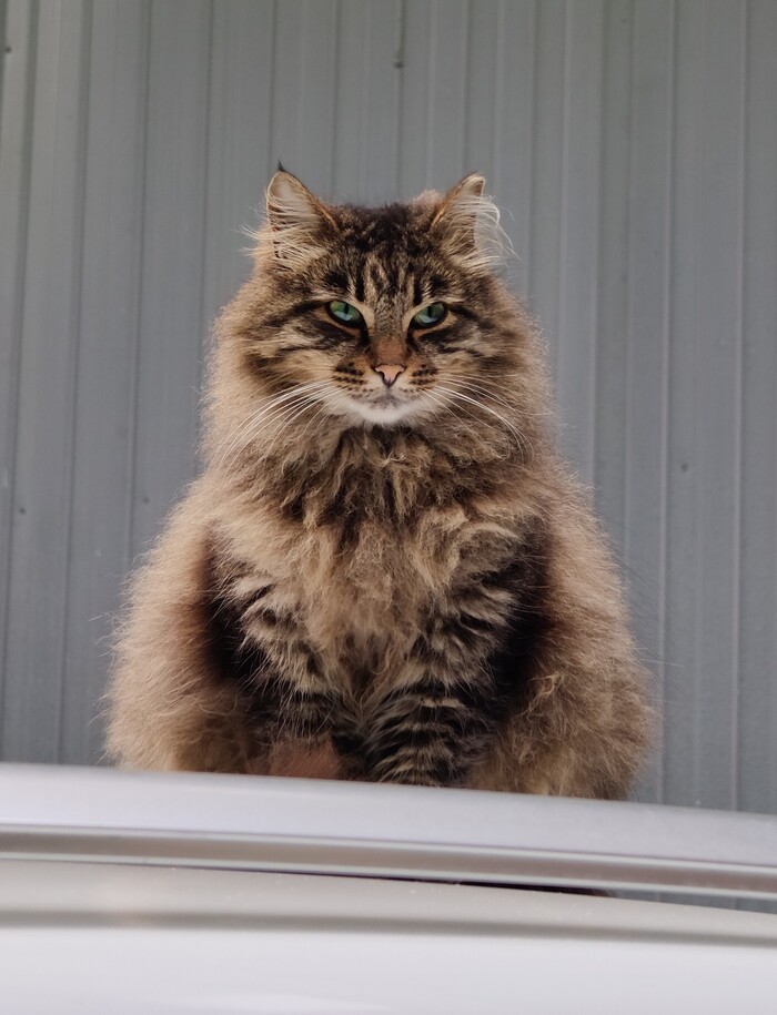 Кот