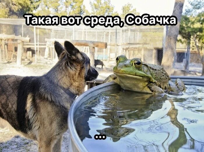 Такая вот среда, собачка