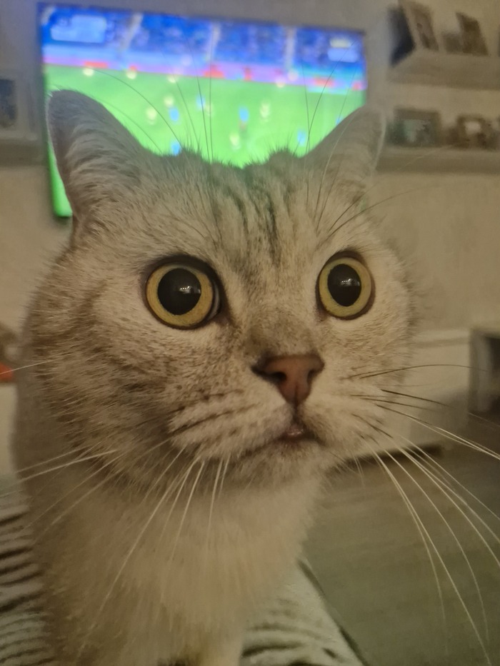 Кот Барсентий