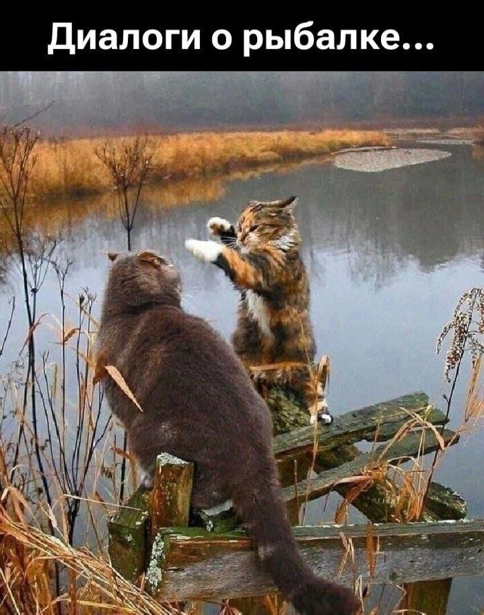 Диалоги о рыбалке