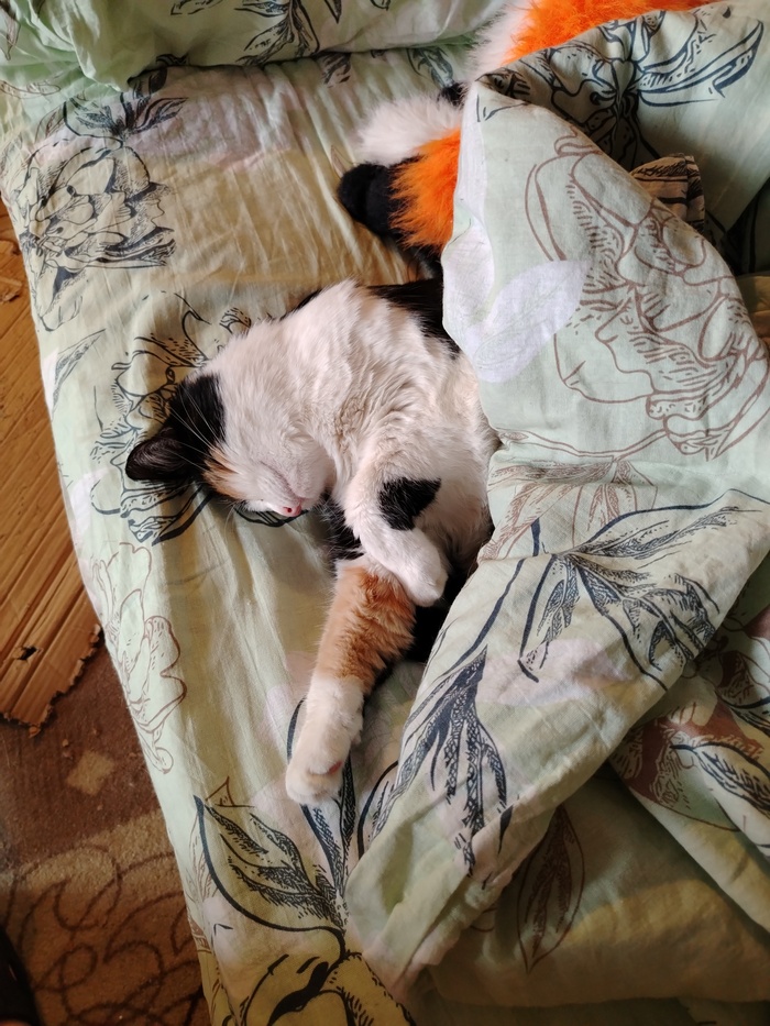 Коробку погрызла, можно и поспать теперь..