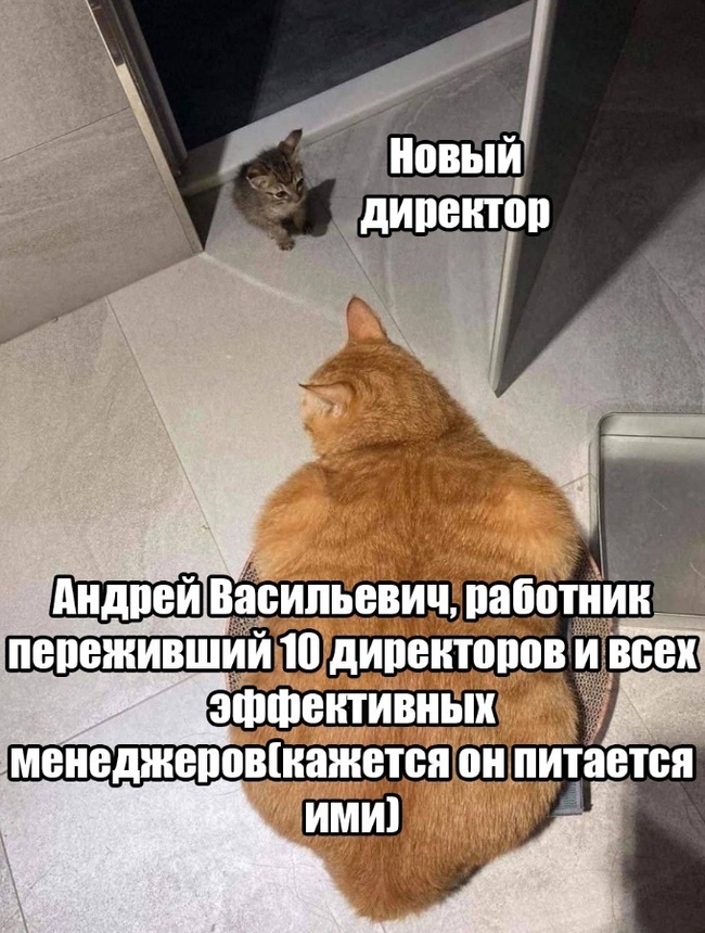 Тавтограмма: