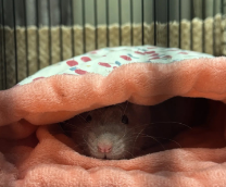 ����