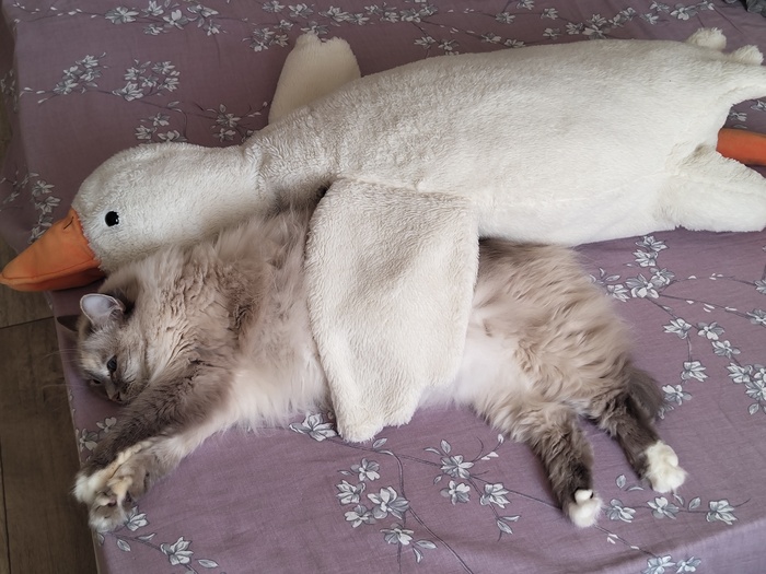Буся с Гусей