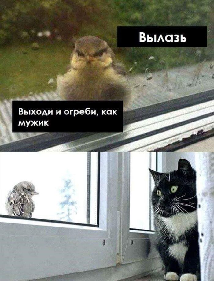 Угроза из-за стекла