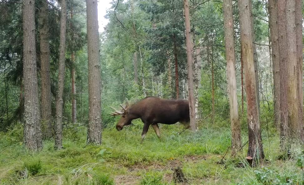 Post #14360497 - My, Elk, Gon, Each creature has a pair, Pavel Glazkov, Leningrad region, Video, Video VK, Longpost