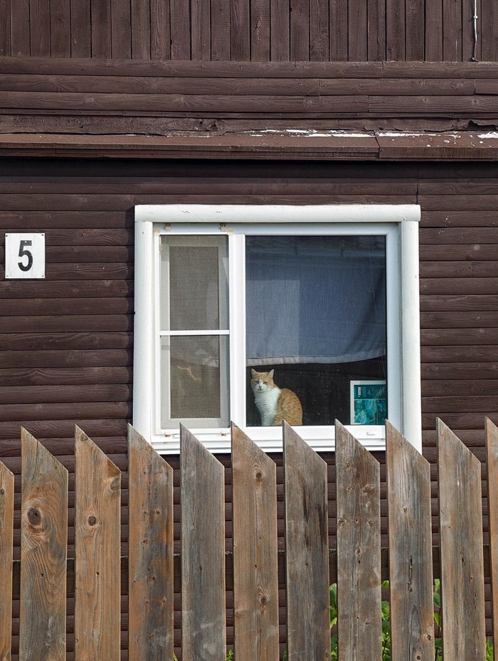 Соседский кот