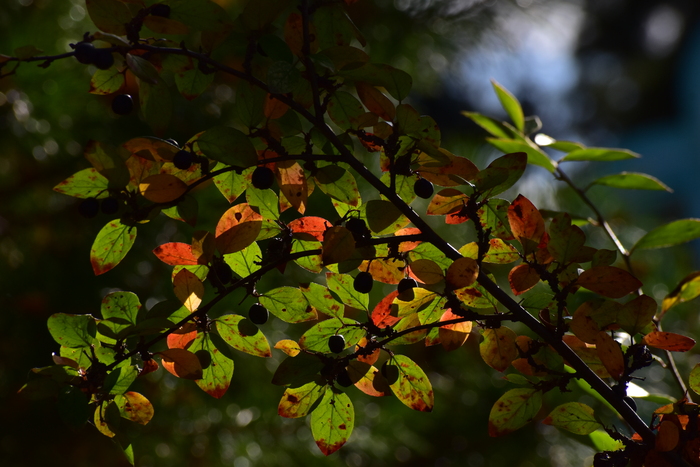 NIKON D3500, 220 мм, ƒ/11, 1/800, ISO 400