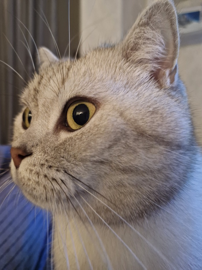 ��� ���������