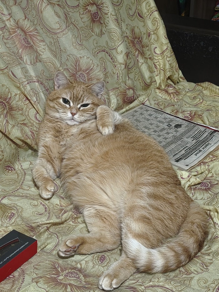 Кошка