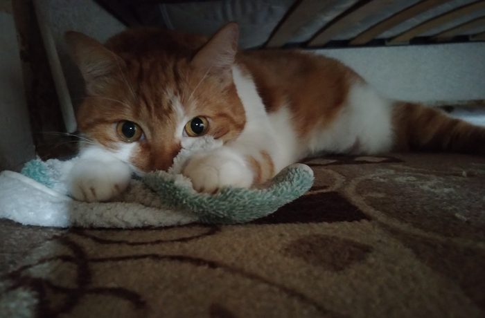 🐾🐾🐾🐾🐾🐾🐾🐾🐾🐾🐾🐾🐾🐾🐾🐾🐾🐾🐾