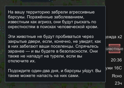 Забрели агрессивные барсукы