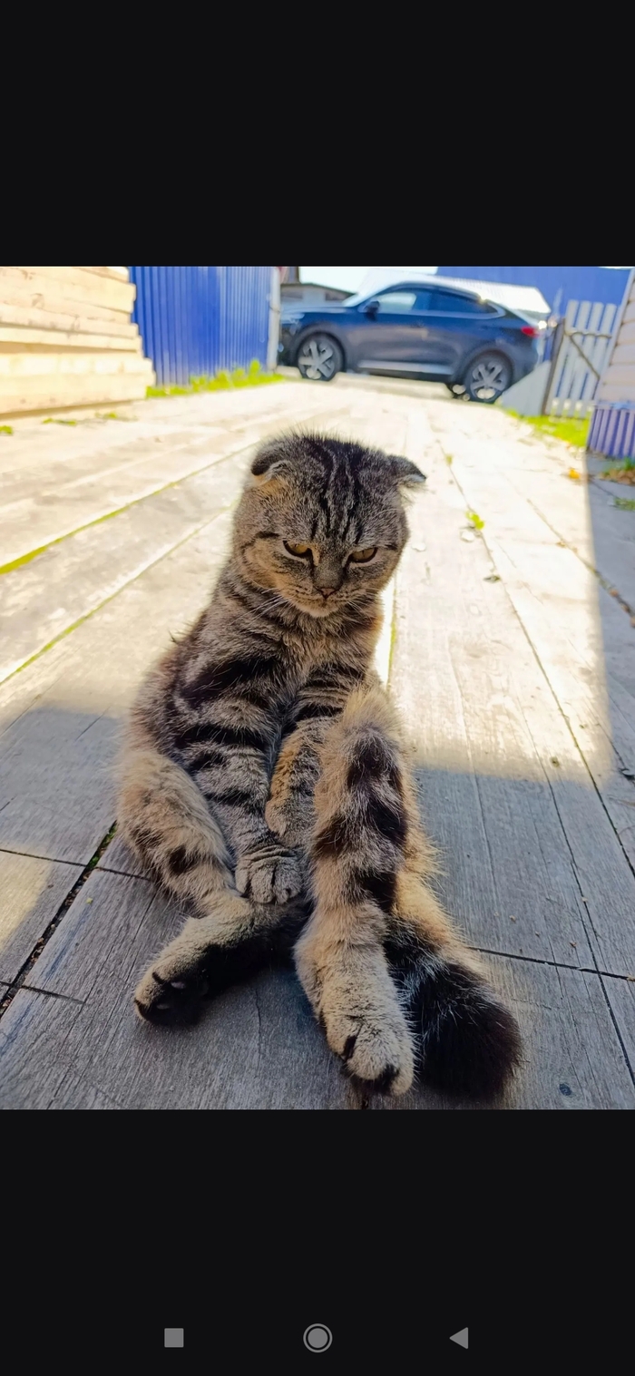 Котик из Посёлка Парабель