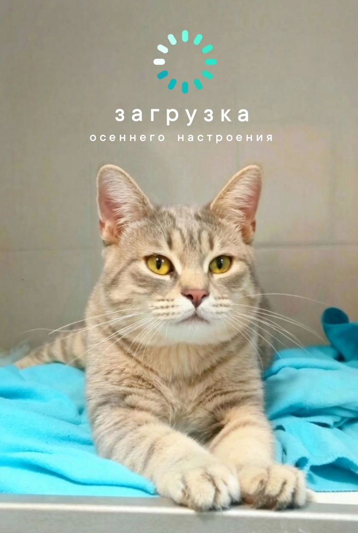 Т О П О Л Ё К молодой котик