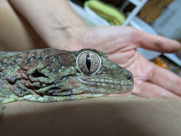 Милая мордаха