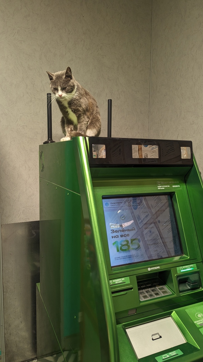 Котик на банкомате