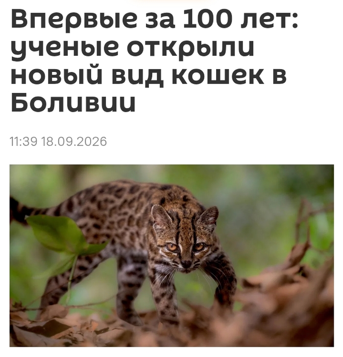 Маленьких кошек новый вид нашли, вот хотел бы себе такую, наверное как крыло самолёта стоит.