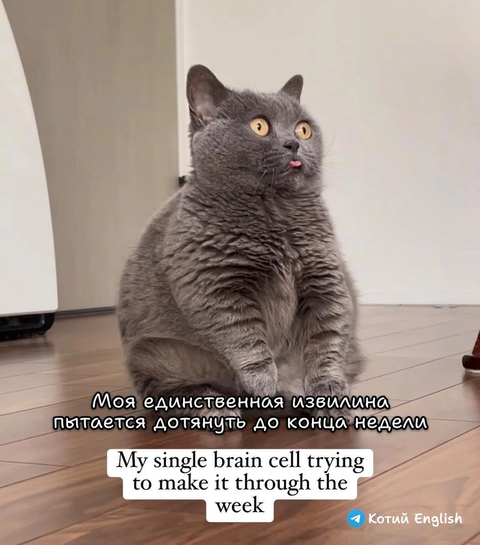 � �������