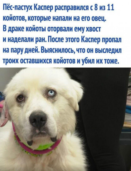 Пес по имени Каспер