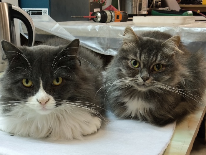 Мои котяры