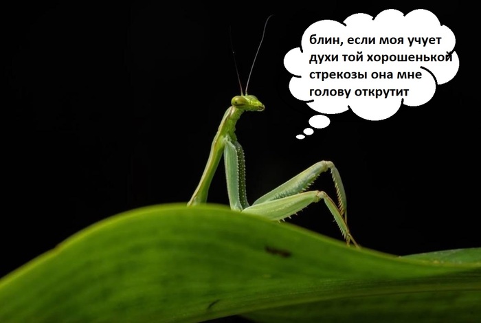 ����� �� ���� ���������� �������� "Nikon Comedy Wildlife Awards 2026"�