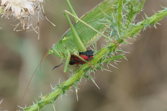 ���, ������ � ������ � ���� �� �����? ���� ������� �����������?