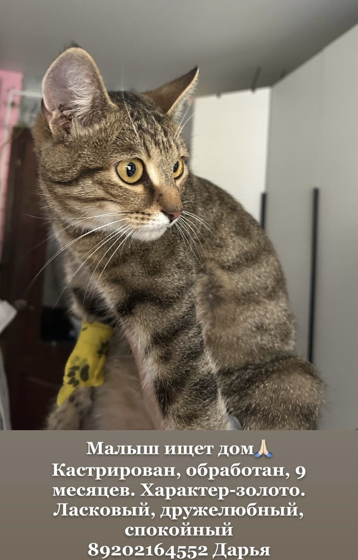 Отдам котенка в добрые руки! Воронеж