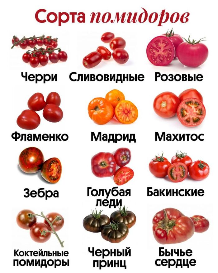 Сорт томатов