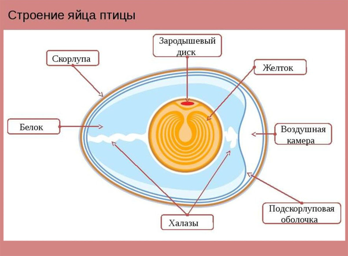Это очень важная вещь, специальная воздушная камера. В первую неделю ее высота составляет не более 4 мм, тогда как у двухнедельного яйца высота увеличивается до сантиметра и более, что становиться наиболее заметно при варке.
