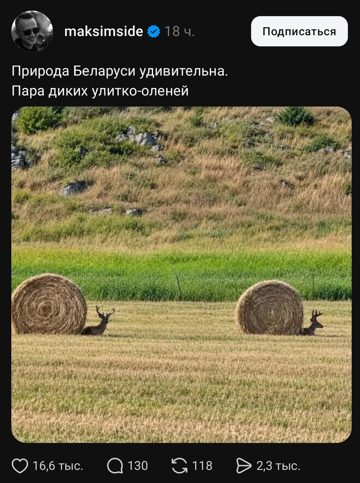 Ух-ты! Дикий лосось!)
